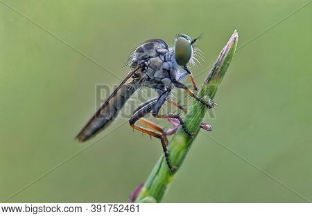 The Asilidae Are The Robber Fly Family, Also Called Assassin Flies. Close Up Detail Of Robber Flies,
