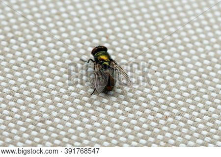 Close Up Of Common House Fly. Macrophotography