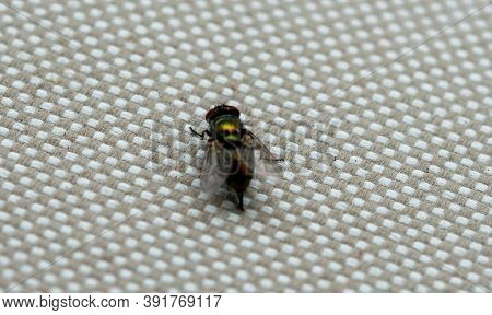 Close Up Of Common House Fly. Macrophotography