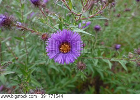 Daisy Like Purple Flower Of New England Aster In September