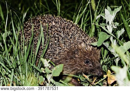 West European Hedgehog In A Garden Grass Looking For Food At Night