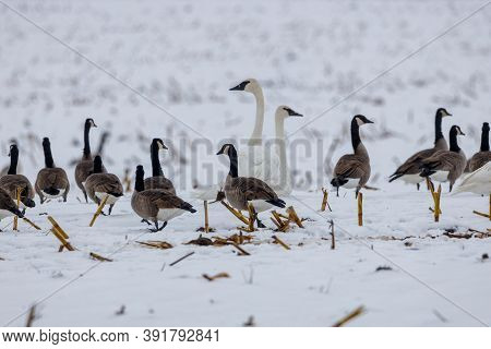 Two Trumpeter Swans (cygnus Buccinator) And Canada Geese (branta Canadensis) Feeding In A Snow Cover