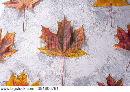 Maple Leaf On Gray-white Decorative Plaster Texture. Holiday Tektura Top View Autumn Leaves