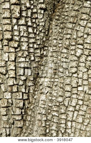 Aligátor Juniper Treebark/textura pozadí