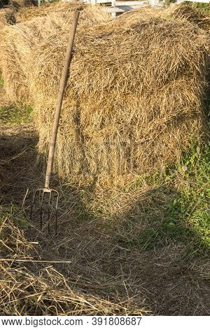 Haystacks Stacked And Dried And Pitchfork Tool. Stocks Of Hay For Livestock For The Winter. Forks Fo