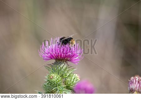 View Of A Bumblebee On A Purple Thistle In The Saaletal Nature Region, Saxony Anhalt, Germany