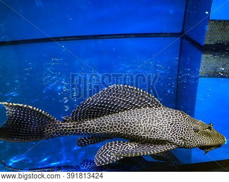 A Huge Antenna Catfish, Ancistrus Dolichopterus Or Antenna Armor Catfish In The Aquarium.