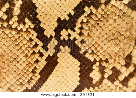 Textures – Snakeskin #05