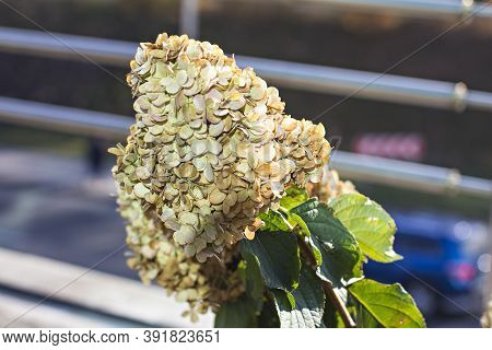Autumn Hydrangea Flower.  Fading Hydrangea Flower Flower, Hydrangea, Plant, Autumn, Flora, Nature, F