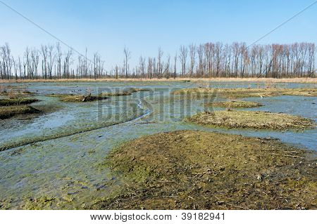 Bažina v holandské Biesbosch