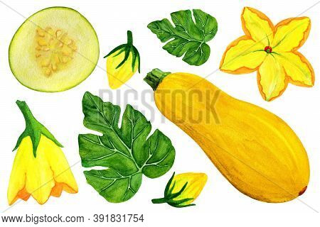 Yellow Zucchini Watercolor Set. Whole Squash With Slices, Flowers, Leaves And Buds On Isolated White
