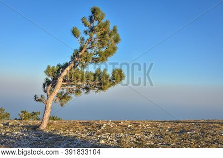 Lonely Pine Tree Rock, Tree Mountain, Pine On The Cliff