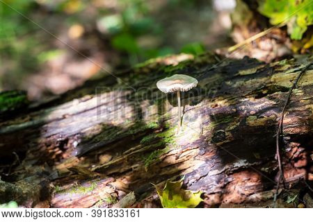 White Small Amanita Phalloides In The Forest, Background.