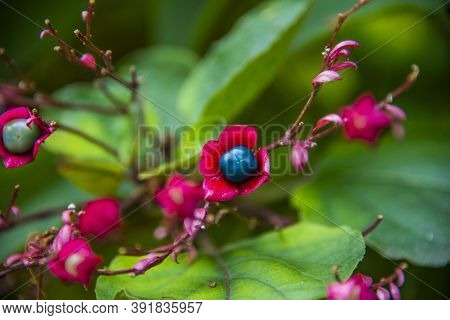 Close Up Of Clerodendron Trichotomum In The Chiampo Valley, Veneto, Italy