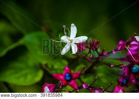 Close Up Of Clerodendron Trichotomum In The Chiampo Valley, Veneto, Italy