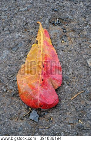 Bengal Almond (terminalia Catappa)  - Leaves Fall In The Dry Season, Red Leaves On The Road, Close U
