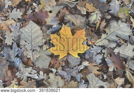 One Yellow Leaf Among Autumn Dry Leaves