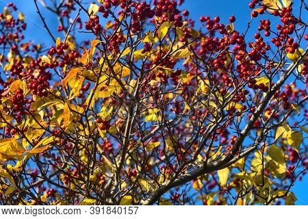 Beautiful Autumnal Background Of Berries On Tree. Downy Hawthorn (crataegus Mollis) Fruits And Leave