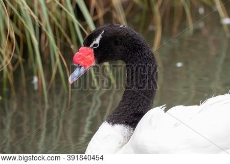Black Necked Swan (cygnus Melancoryphus)