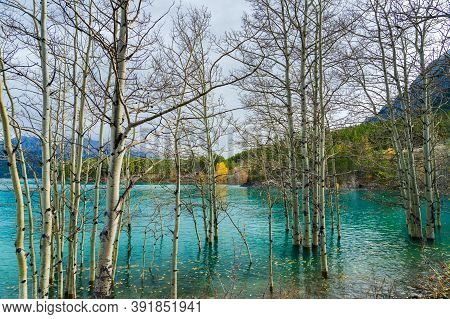 Dried Birch Branches And Fallen Golden Foliage On The Emerald Green Water Surface. Scenery View At A