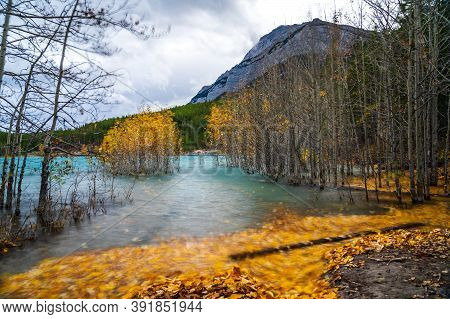 Dried Birch Branches And Fallen Golden Foliage On The Emerald Green Water Surface. Scenery View At A