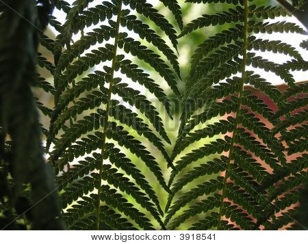 Fern