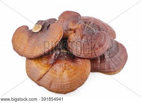 Ganoderma Lucidum Mushroom Isolated On White Background