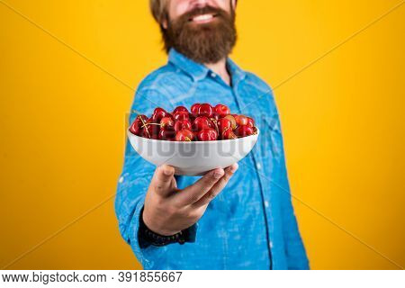 Fresh Red Sour Cherries Harvest In Plate. Seasonal Cherry Harvest In Industrial Orchard. Full Pot Of