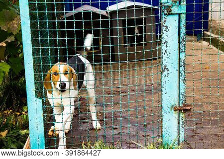 Russian Pega Hound Dog Is In The Aviary