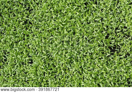 Full Frame Of Green Stems And Leaves Of Plants Siderates. Siderates Or Green Fertilisers Are Plants 
