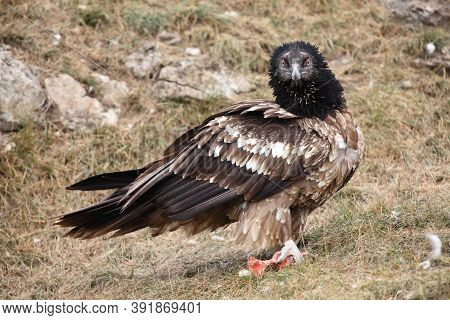 Young Bearded Vulture (gypaetus Barbatus), Also Known As The Lammergeier Or Ossifrage Sitting On The