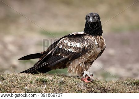 Young Bearded Vulture (gypaetus Barbatus), Also Known As The Lammergeier Or Ossifrage Sitting On The