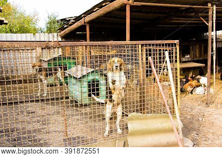Russian Pega Hound Dog Is In The Aviary