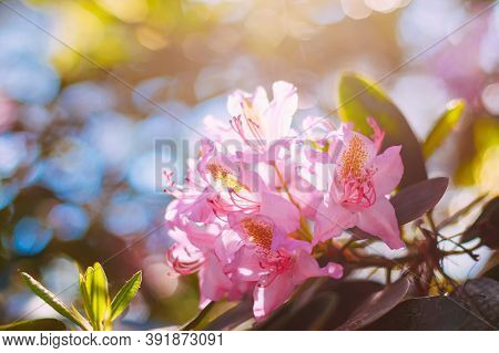 Blooming Pink Flowers Of Rhododendron Catawbiense In Spring Garden