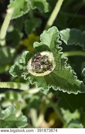 Squirting Cucumber Seeds - Latin Name - Ecballium Elaterium
