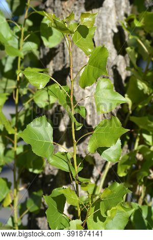 Lombardy Poplar - Latin Name - Populus  Var. Italica Nigraa