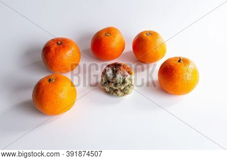 Moldy Rotten Orange Tangerine Surrounded Of Fresh Fruits On A White Background, Spoiled Fruit, Bad O