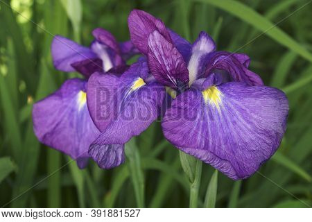 Japanese Iris (iris Ensata). Another Scientific Name Iris Kaempferi