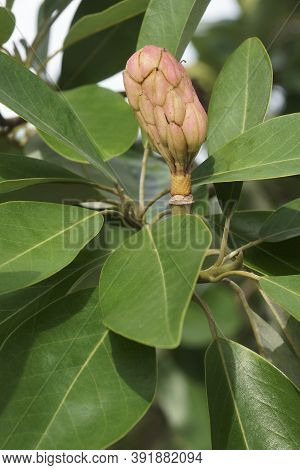 Sweetbay Magnolia (magnolia Virginiana). Called Sweetbay, Laurel Magnolia, Swampbay, Swamp Magnolia,