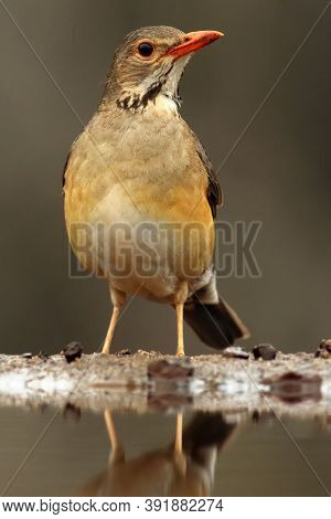 The Kurrichane Thrush (turdus Libonyana)in The Small Pond.