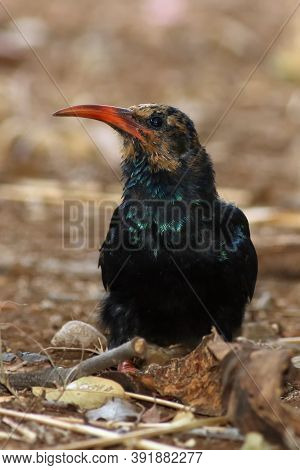 The Green Wood Hoopoe (phoeniculus Purpureus) Sitting On The Ground, With A Brown Background
