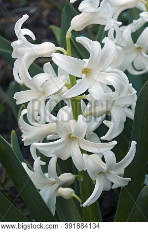 Common Hyacinthus (hyacinthus Orientalis). Called Garden Hyacinth And Dutch Hyacinth Also