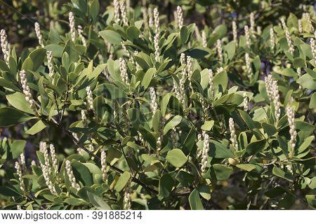 Buckwheat Tree (cliftonia Monophylla). Called Black Titi Also