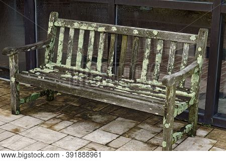 Wooden Bench Covered With Common Greenshield Lichen (flavoparmelia Caperata)