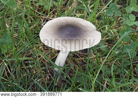 Close-up Image Of Grisette Mushroom (amanita Vaginata)