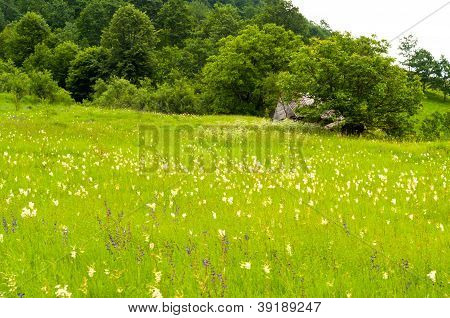 美しい山の風景の木々 や緑の芝生
