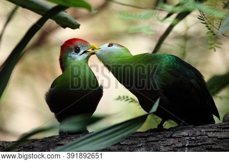 The Red-crested Turaco (tauraco Erythrolophus) Pair On The Branch In The Bush. A Couple Of Turaco Fe