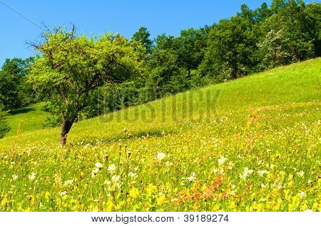 美しい山の風景の木々 や緑の芝生