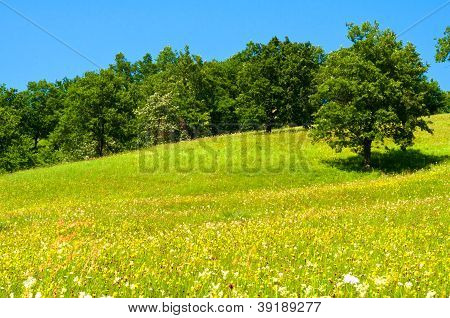 美しい山の風景の木々 や緑の芝生