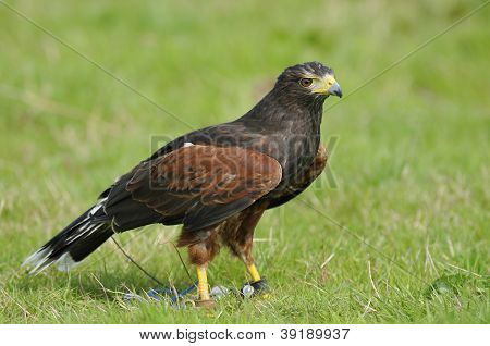 Harris Hawk